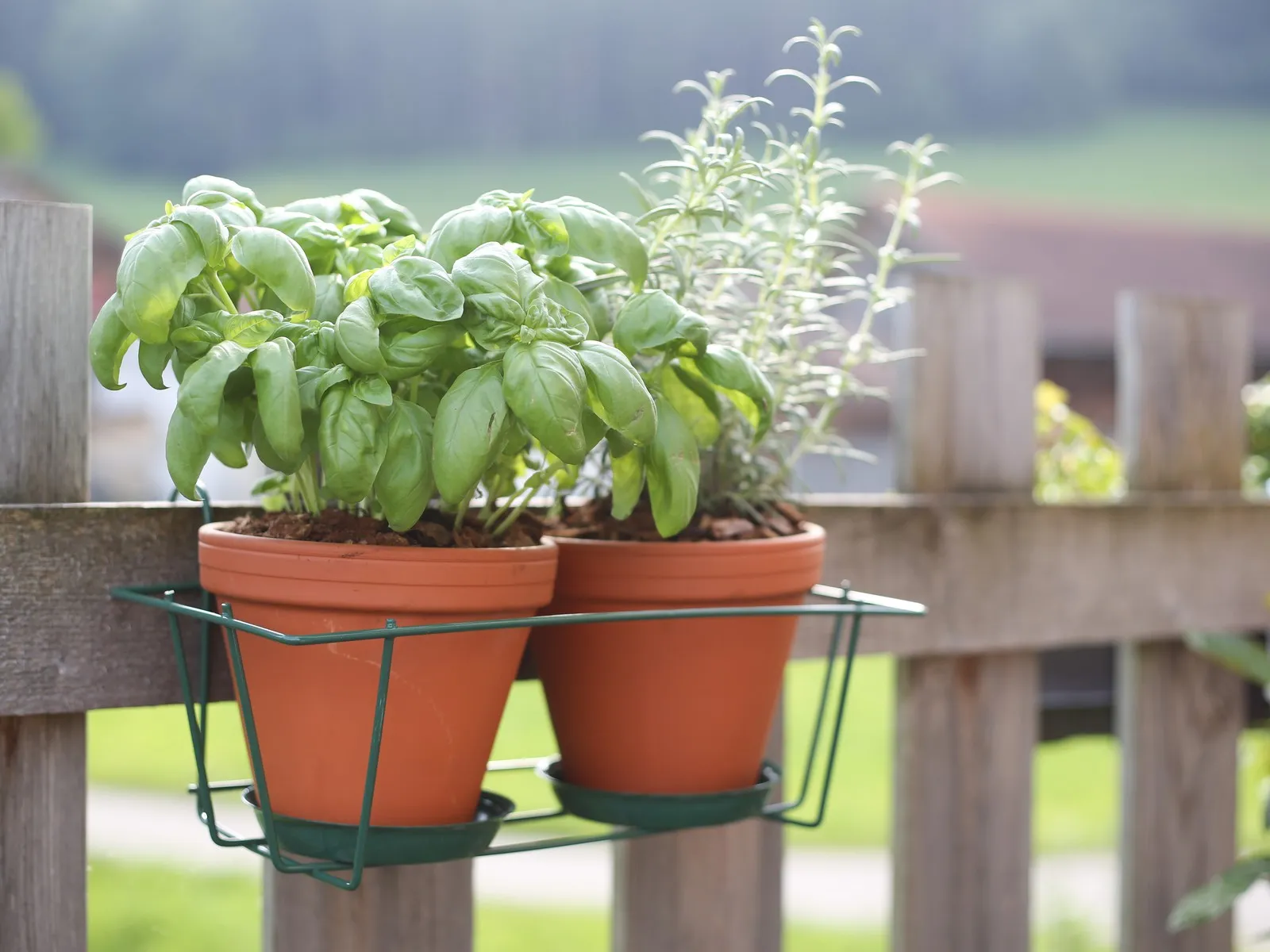 Blumentopfhalter 2er mit zwei Basilikumtöpfen, über eine Zaunlatte eingehängt