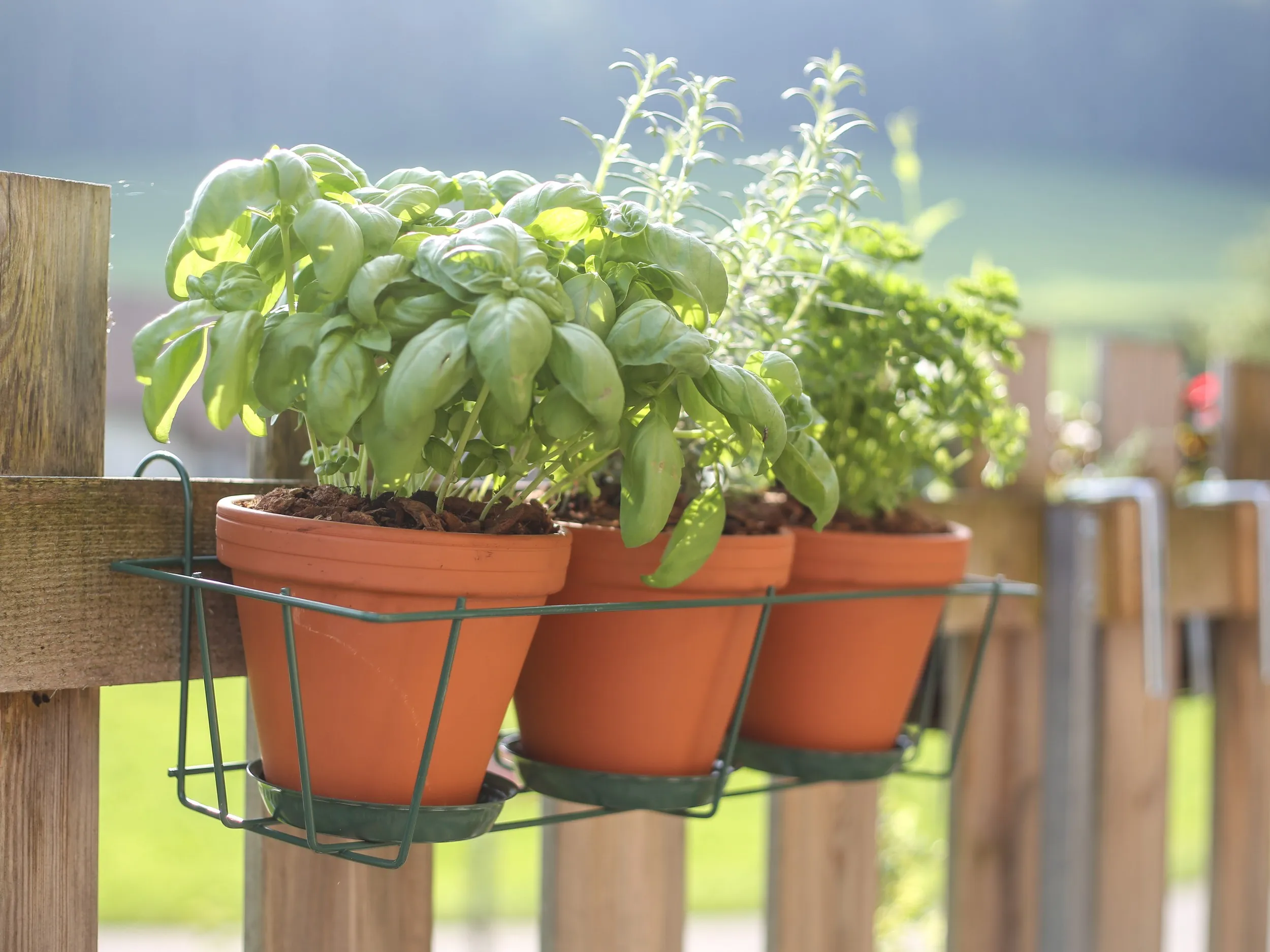 Blumentopfhalter 3er aus Stahl am Holzzaun mit drei Kräutertöpfen