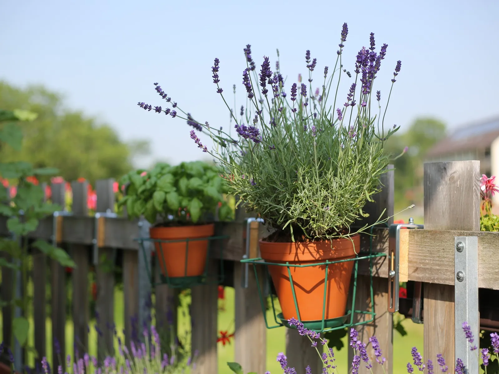 Lavendel im Terracotta-Topf, gehalten von einem grünen Blumentopfhalter am Holzzaun