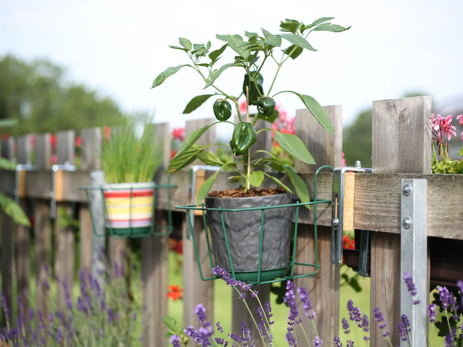 Peperonipflanze im grauen Topf, eingehängt am Gartenzaun mit Lavendel im Vordergrund