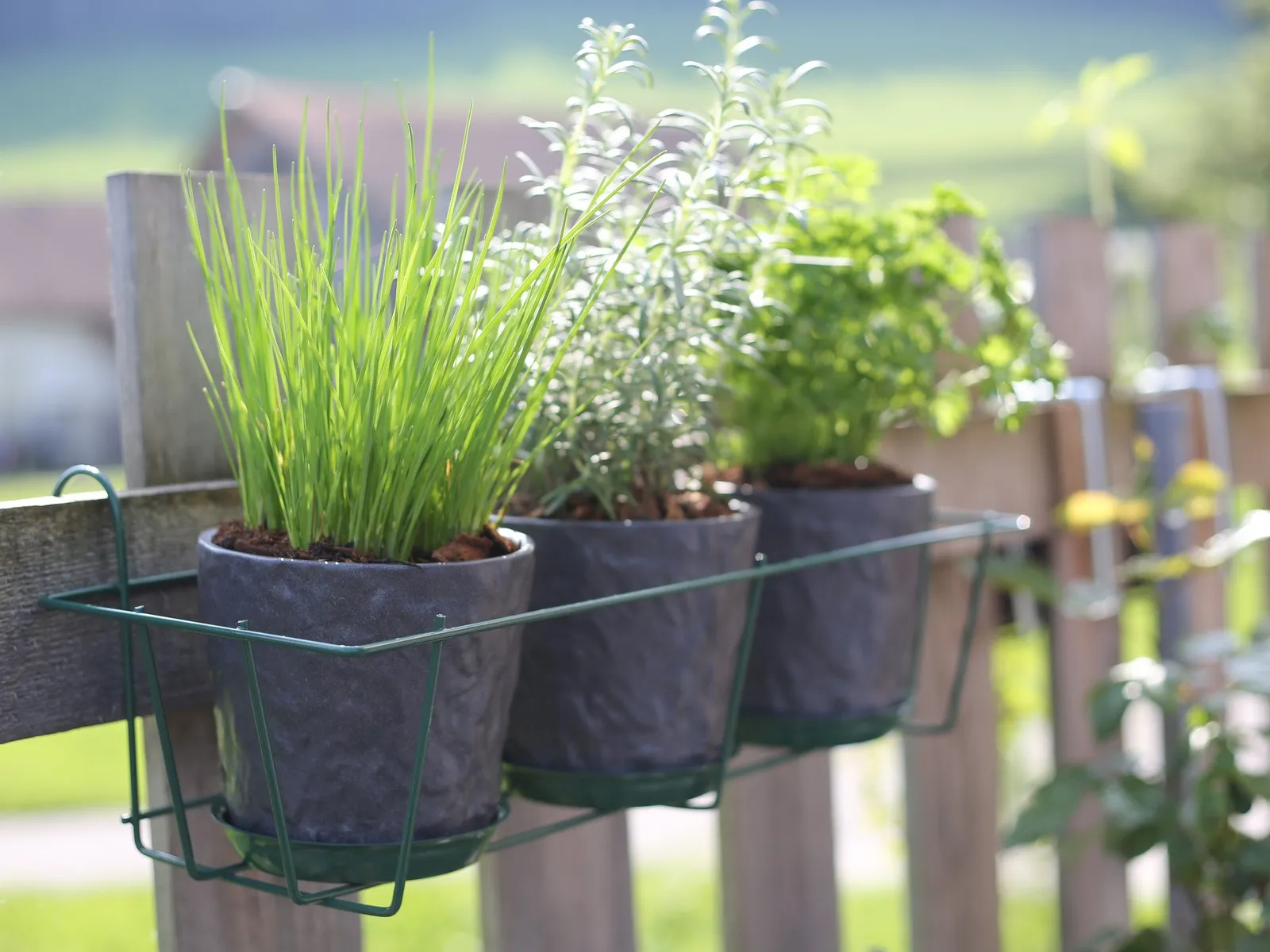 Blumentopfhalter 3er mit Schnittlauch, Kräutern und schwarzen Töpfen am Zaun